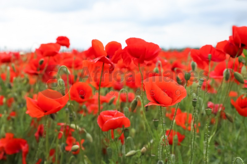 Photo of Beautiful red poppy flowers growing in field