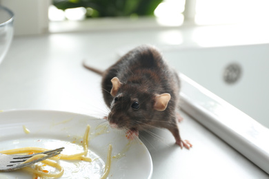 Rat near dirty plate on kitchen counter. Pest control