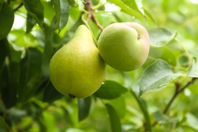 Ripe pears on tree branch in garden after rain, closeup