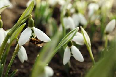 Bee pollinating beautiful snowdrop outdoors, closeup. Space for text
