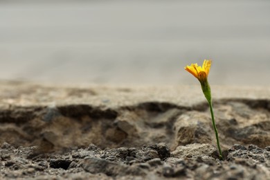 Beautiful flower growing in dry soil, space for text. Hope concept