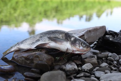 Dead fish on stone near river. Environmental pollution concept