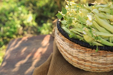Wicker basket with fresh green beans on wooden stool in garden, closeup. Space for text