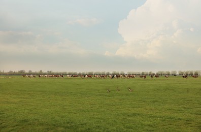 Photo of Herd of cows grazing on pasture. Farm animal