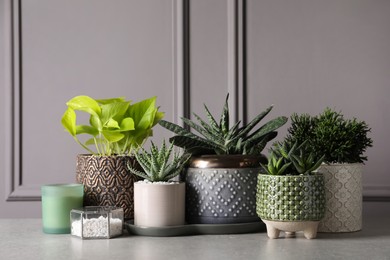 Photo of Different house plants in pots with decor on light table