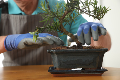Senior man taking care of Japanese bonsai plant indoors, closeup. Creating zen atmosphere at home