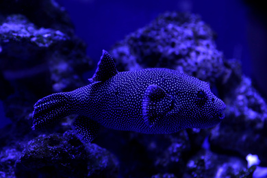 Beautiful pufferfish swimming in clear toned blue aquarium