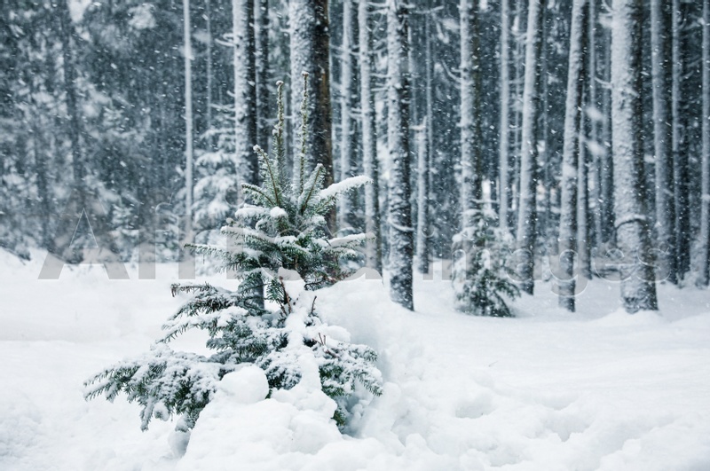 Beautiful fir tree near forest on snowy winter day