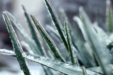 Grass in ice glaze outdoors on winter day, closeup