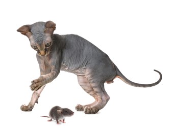 Sphynx cat and rat on white background