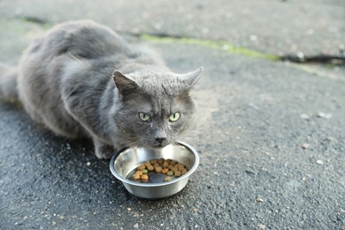 Homeless grey cat eating dry food outdoors. Abandoned animal