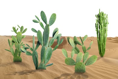 Beautiful big cactuses growing in sand on white background