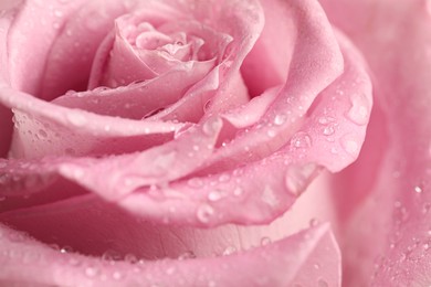 Beautiful pink rose flower with water drops as background, closeup
