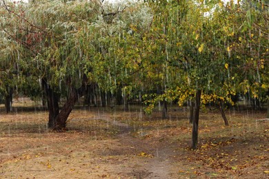 Beautiful view of trees in park during rain. Fall season