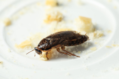 Brown cockroach and leftovers on white plate, closeup. Pest control