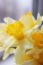 Beautiful bright daffodil flowers on blurred background, closeup view