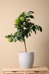 Idea for minimalist interior design. Small potted bergamot tree with fruits on wooden table near beige wall