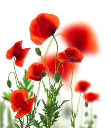 Image of Beautiful red poppy flowers on white background
