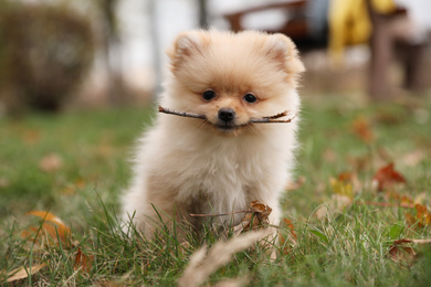Cute fluffy dog playing with stick in autumn park