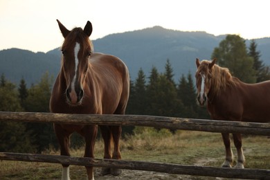 Beautiful horses near wooden fence in mountains