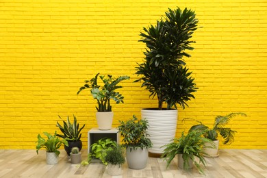 Many different houseplants near yellow brick wall in room