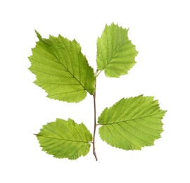 Hazel twig with green leaves on white background