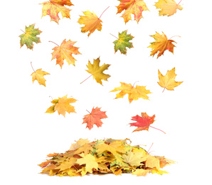 Image of Beautiful autumn leaves falling on white background