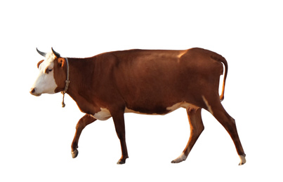 Image of Beautiful brown cow on white background. Animal husbandry
