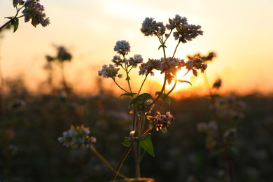 Many beautiful buckwheat flowers growing in field at sunset, closeup