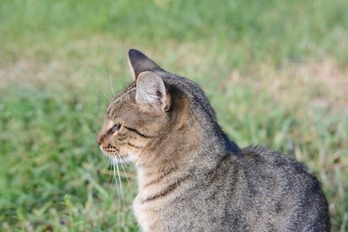 Lonely stray cat on green grass outdoors, closeup. Homeless pet