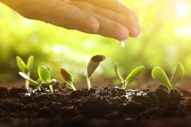 Image of Woman pouring water on young vegetable plants grown from seeds in soil, closeup