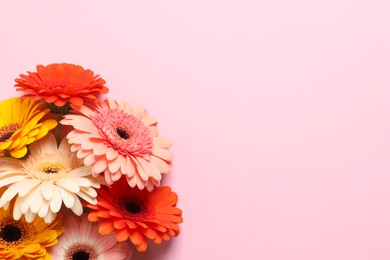 Beautiful colorful gerbera flowers on pink background, flat lay. Space for text