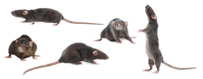 Set of cute little rats on white background. Banner design