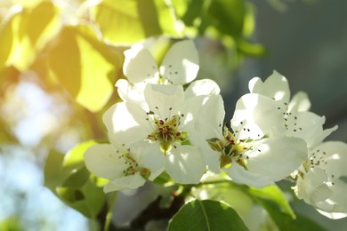 Beautiful blossoming pear tree outdoors on sunny day, closeup