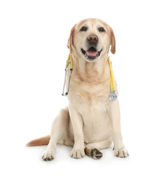 Cute Labrador dog with stethoscope as veterinarian on white background