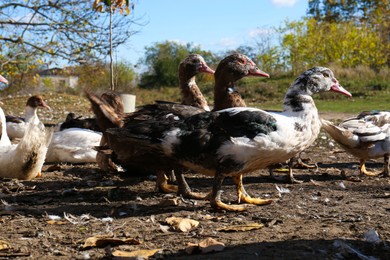 Photo of Many Muscovy ducks outdoors on sunny day. Rural life