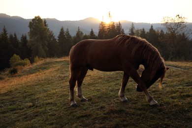 Photo of Beautiful view of horse on pasture in mountains at sunset