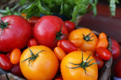 Different sorts of tomatoes in wicker box, closeup