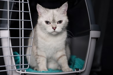 Cute white British Shorthair cat inside pet carrier