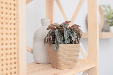 Beautiful houseplant and vase on wooden shelving unit in room
