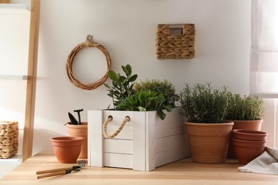 Different aromatic potted herbs and gardening tools on wooden table indoors