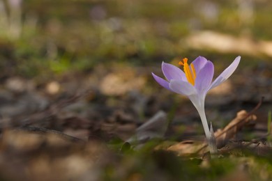 Photo of Beautiful crocus flowers growing outdoors, closeup. Space for text