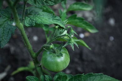 Photo of Fresh young tomato growing in ground outdoors, closeup. Gardening season