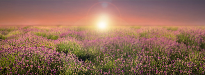 Amazing lavender field at sunset, banner design