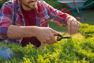 Happy man cutting bush outdoors on sunny day, closeup. Gardening time