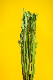 Beautiful cactus on yellow background. Tropical plant