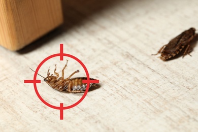 Dead cockroach with red target symbol on floor. Pest control
