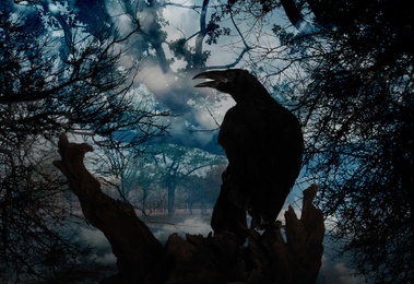 Image of Black crow sitting on old tree in misty forest. Fantasy world