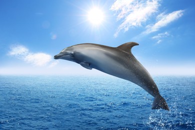 Beautiful bottlenose dolphin jumping out of sea with clear blue water on sunny day 