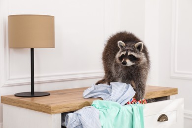 Cute mischievous raccoon playing with clothes on dresser indoors